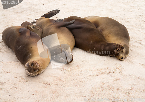 Image of Four galapagos seals in a row on beach