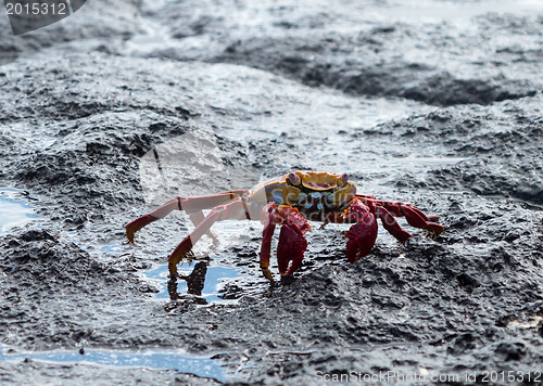 Image of Red Rock crab or Sally Lightfoot