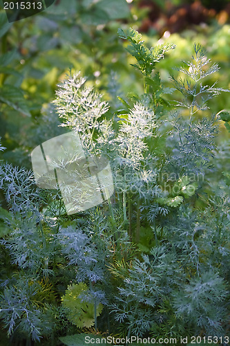 Image of Fennel grass in dew