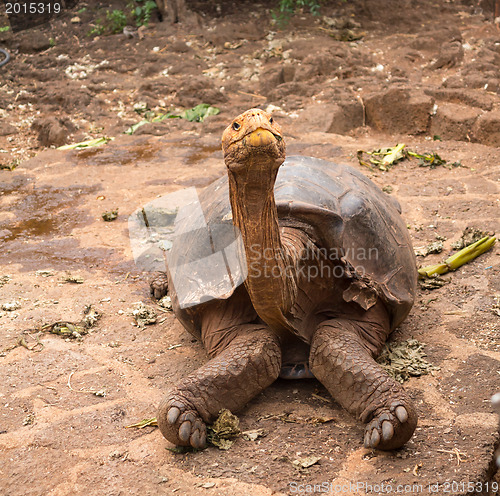Image of Large Galapagos giant tortoise