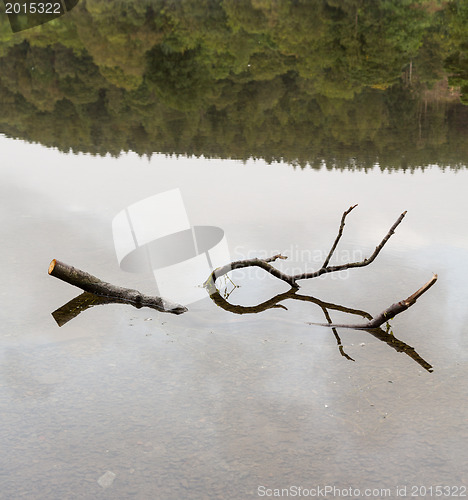 Image of Reflection of branch in Coniston Water 