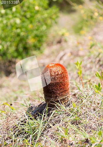 Image of Turk's Cap cactus on St Martin