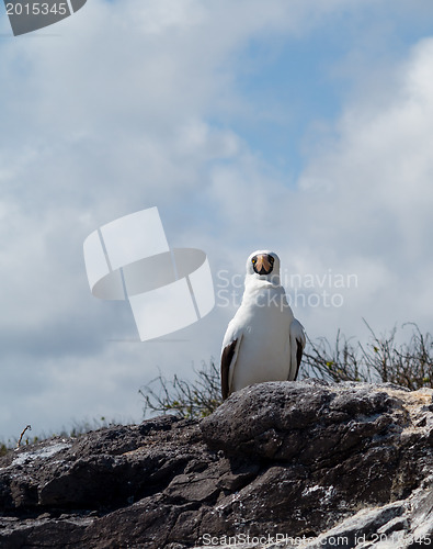 Image of Curious nazca booby seabird on Galapagos