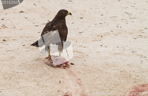 Image of Galapagos Hawk with freshly killed iguana