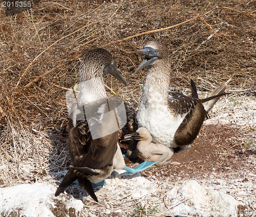 Image of Two blue footed booby seabirds and chicks