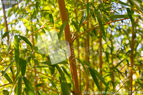 Image of Stem or trunk of bamboo wood and leaves