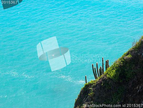 Image of Pipe cactus frames view of ocean