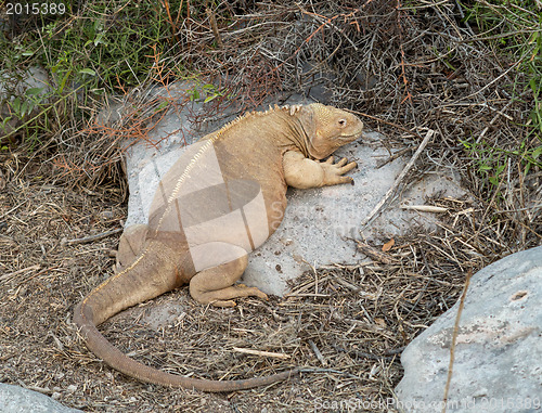 Image of Galapagos land iguana in arid part of islands