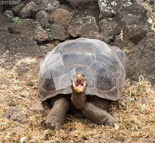 Image of Large Galapagos giant tortoise