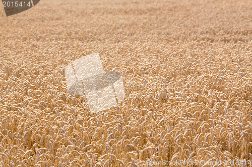 Image of Ears of corn in fields of England