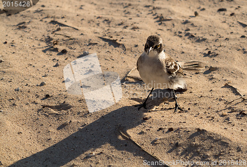 Image of Galapagos Mockingbird on beach in islands
