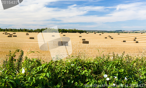 Image of Blue skies over corn fields in England