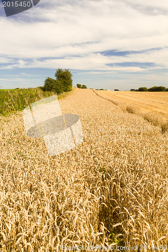 Image of Blue skies over corn fields in England