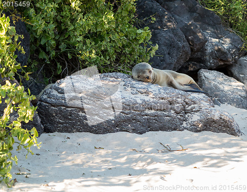 Image of Single small seal on rocks by beach