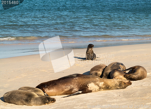 Image of Small baby seal among others on beach