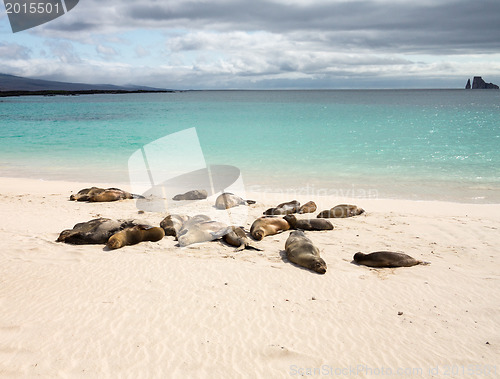 Image of Small baby seal among others on beach