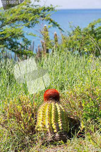 Image of Turk's Cap cactus on St Martin