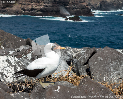 Image of Curious nazca booby seabird on Galapagos