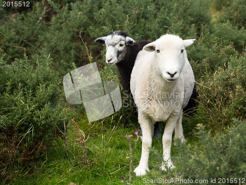 Image of Two sheep curious stare at camera