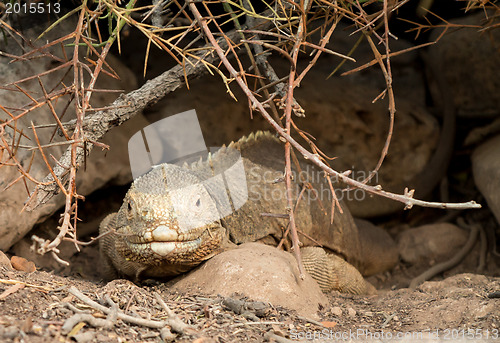 Image of Galapagos land iguana in arid part of islands