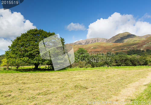 Image of Newly mown hay in Buttermere Lake District