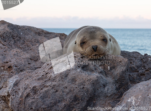 Image of Single small seal on rocks by beach