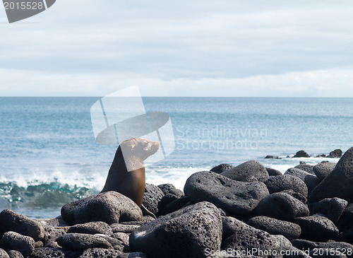 Image of Single small seal on rocks by beach