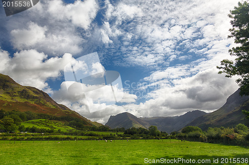 Image of Sheep graze near Buttermere Lake District