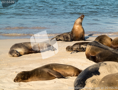 Image of Small baby seal among others on beach