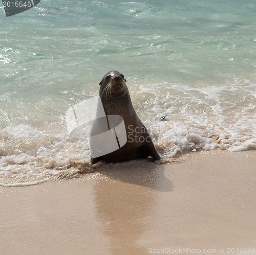 Image of Single small seal on sandy beach