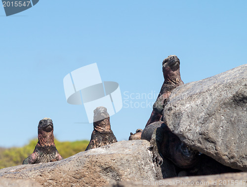 Image of Galapagos marine iguana on volcanic rocks