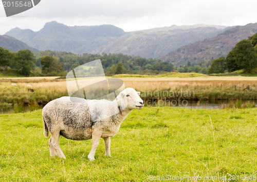 Image of Sheep in front of Langdale Pikes in Lake District