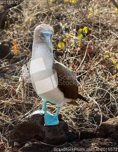 Image of Curious blue footed booby seabird on Galapagos