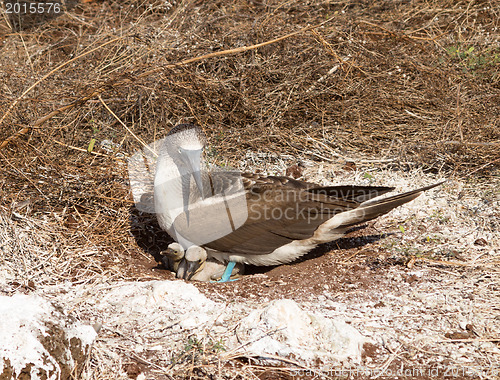 Image of Curious blue footed booby seabird and chick