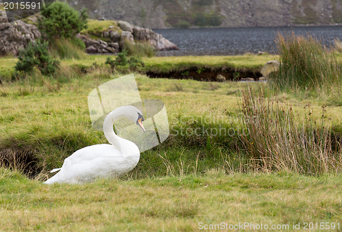 Image of Swan by Wast Water in Lake District