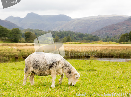 Image of Sheep in front of Langdale Pikes in Lake District