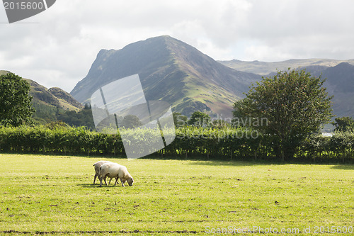 Image of Sheep graze near Buttermere Lake District