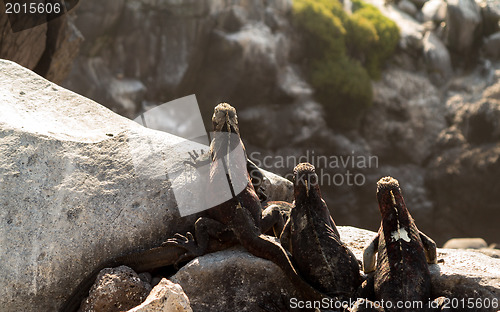 Image of Galapagos marine iguana on volcanic rocks