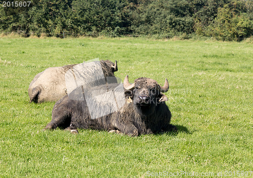 Image of Two buffalo in english farm meadow