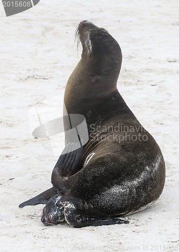 Image of Small baby seal being born on sandy beach