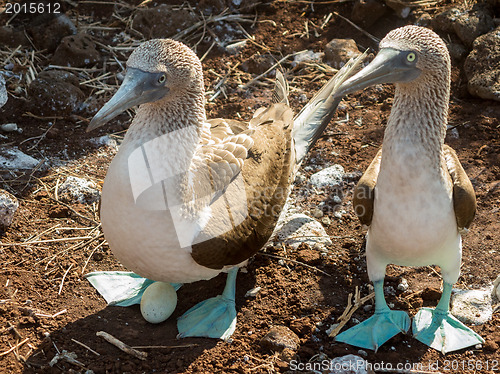 Image of Curious blue footed booby seabirds on Galapagos