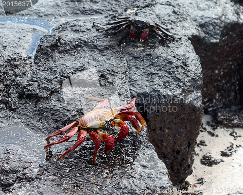 Image of Red Rock crab or Sally Lightfoot
