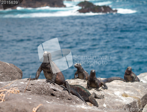 Image of Galapagos marine iguana on volcanic rocks