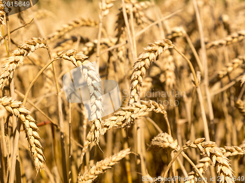 Image of Ears of corn in fields of England