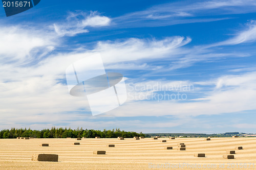 Image of Blue skies over corn fields in England