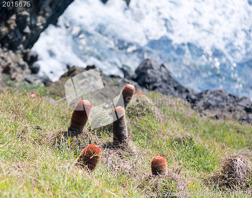 Image of Turk's Cap cactus on St Martin