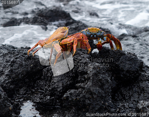 Image of Red Rock crab or Sally Lightfoot