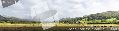 Image of Meadows and cows in Lake District England