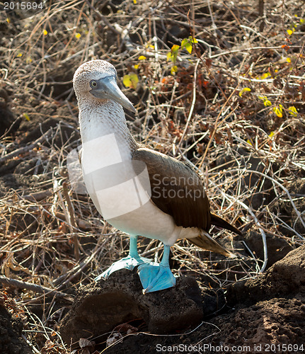 Image of Curious blue footed booby seabird on Galapagos