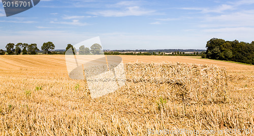 Image of Blue skies over corn fields in England